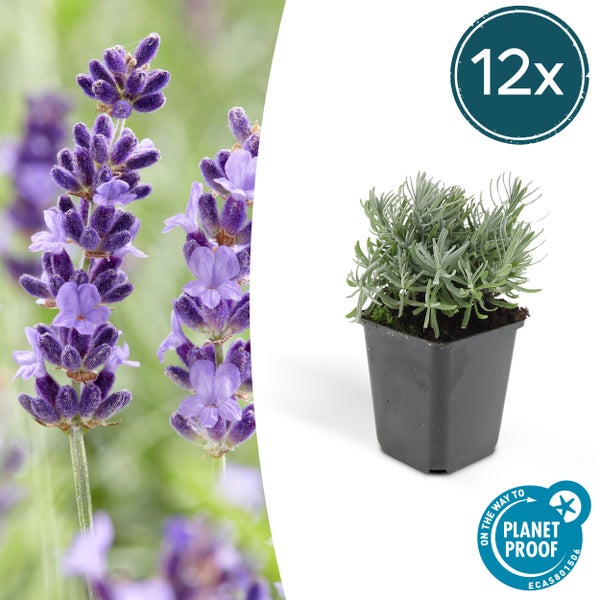 Lavendelpflanze im Topf mit Nahaufnahme der Blüten, Set bestehend aus zwölf Stück, Planet Proof Logo.