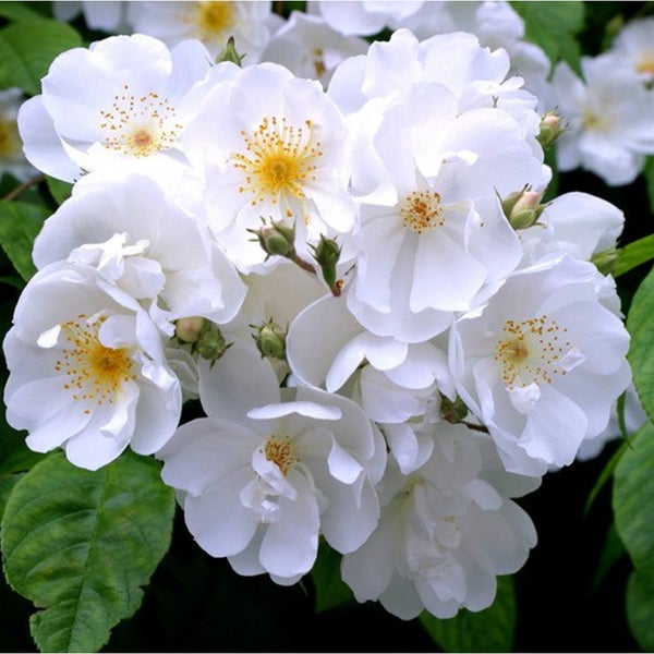 Nahaufnahme von weissen Rosenblüten