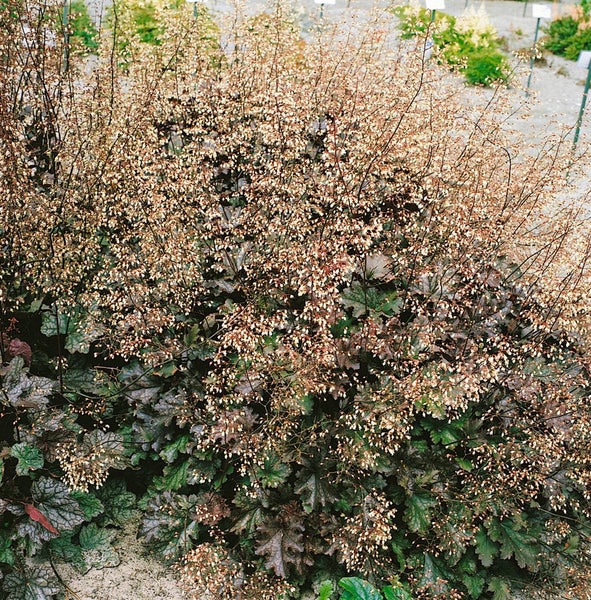 Heuchera micrantha 'Stormy Seas', Purpurglöckchen, ca. 11x11 cm Topf