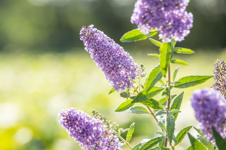 Buddleja 'Buzz Sky Blue' -R-, Schmetterlingsflieder, himmelblau, 40–60 cm