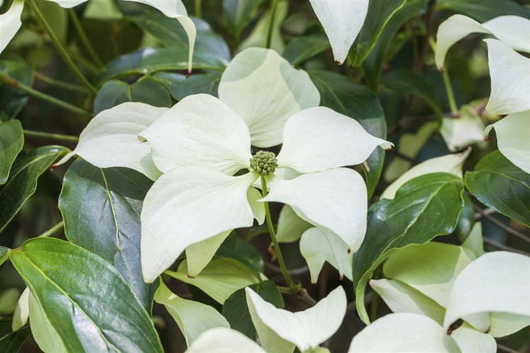 Cornus kousa chinensis 'Schmetterling', Blumen-Hartriegel, 40–60 cm