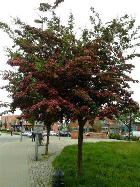 Crataegus laevigata Paul's Scarlet- Stämmchen, Rotdorn, Gesamthöhe: 180-190 cm