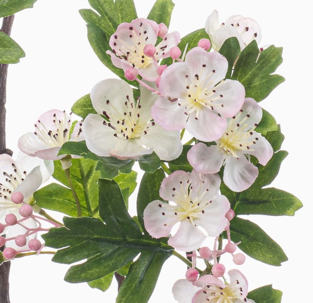Anthurie mit weißen Blüten, gelben Kolben und dunkelgrünen Blättern in einem schwarzen Kunststofftopf.