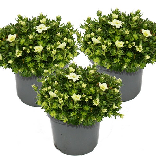 Moos-Steinbrech Pflanze - Saxifraga arendsii - weiss-blühend - 12cm - Set mit 3 Pflanzen