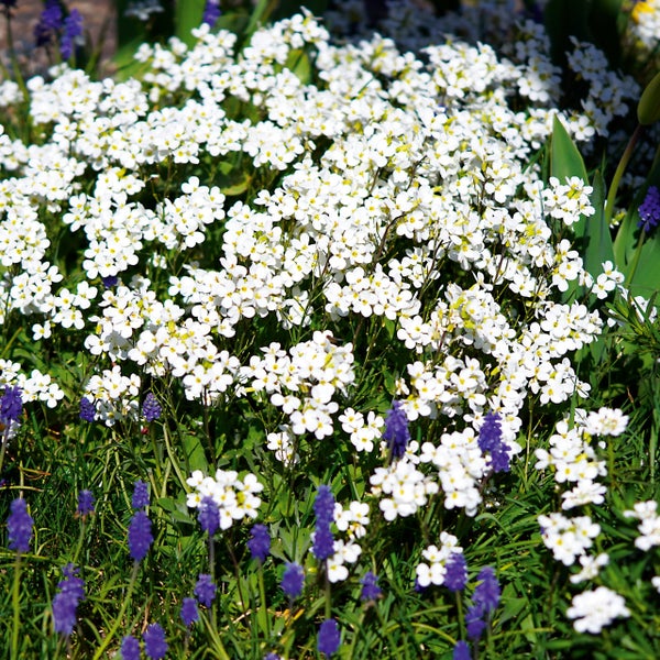 Blühende weiße Garten-Gänsekresse und violette Traubenhyazinthen in einem hellen, naturnah gestalteten Gartenbeet.