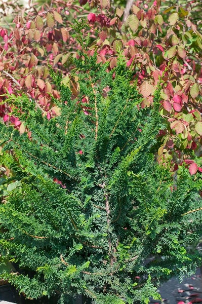 Im Bild ist ein Nadelbaum zu sehen.