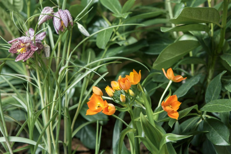 Garten mit Schachbrettblumen und orangefarbenen Zwiebelblumen