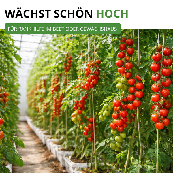 Vertikal wachsende Tomatenpflanzen an Rankhilfen in einem hellen, organisierten Gewächshaus.