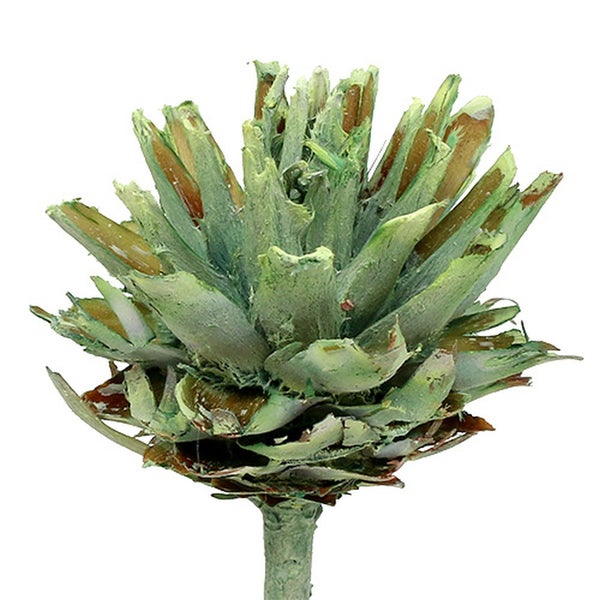 Künstliche Banksia-Blüte