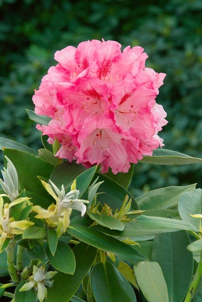 Rhododendron yak. 'Tina Heinje', rosa Blüten, 25–30 cm