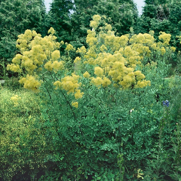 Thalictrum flavum ssp. glaucum, gelb, ca. 9x9 cm Topf