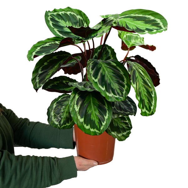 Calathea Medallion No.19