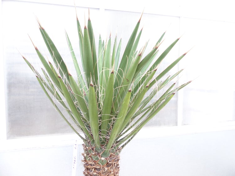 Yucca Filifera, 150 cm Stamm 58 cm Tambasi Yucca, winterhart -13 Grad