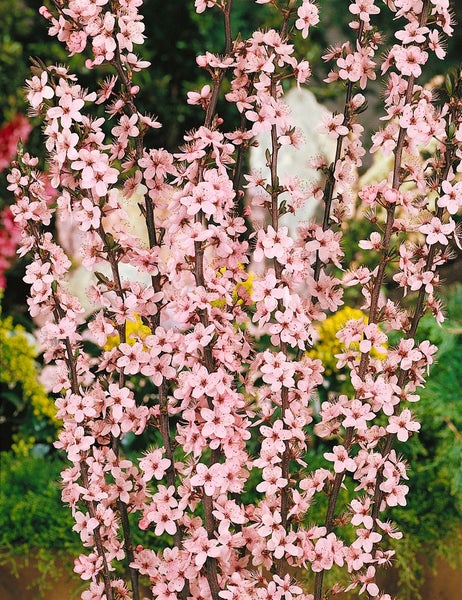 Blühender Zierstrauch mit rosa Blüten