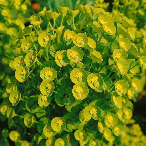 Euphorbia characias char.'Humpty Dumpty', Wolfsmilch, ca. 11x11 cm Topf