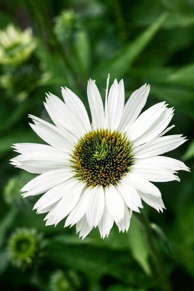 Nahaufnahme einer weißen Echinacea Blüte