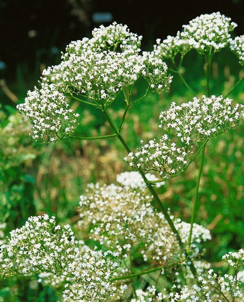 Nahaufnahme von Baldrianblüten