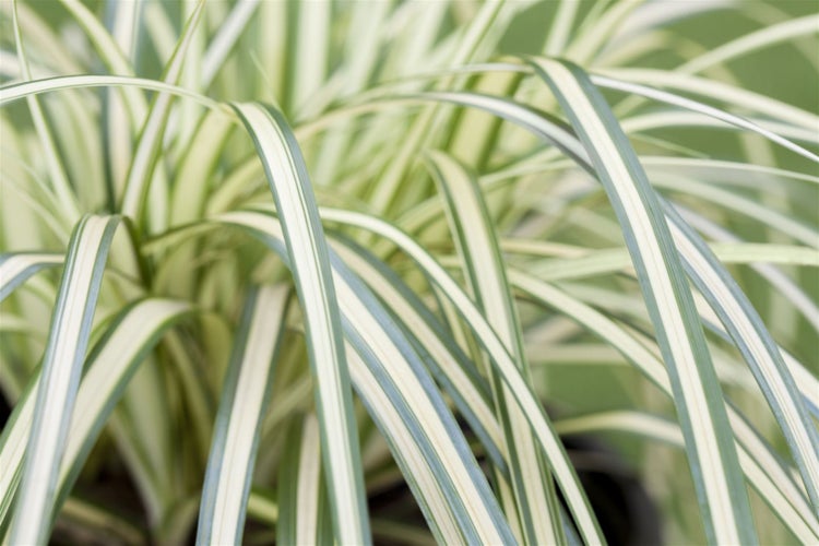 Carex oshimensis 'Evergold', Japan-Segge, gelb-grün, 2 Liter Container