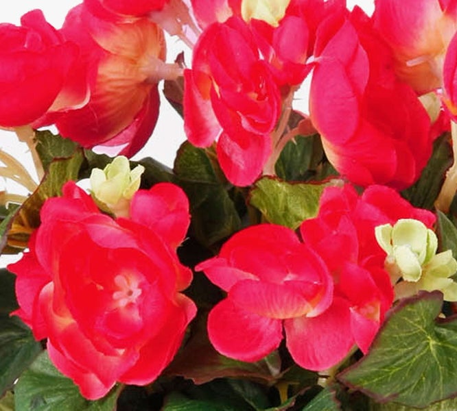 Nahaufnahme einer Begonie mit rosa Blüten und dunkelgrünen Blättern in einem schwarzen Topf.