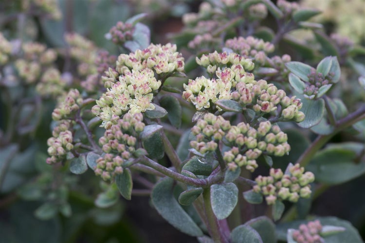 Sedum telephium, Fetthenne, ca. 9x9 cm Topf, sukkulent