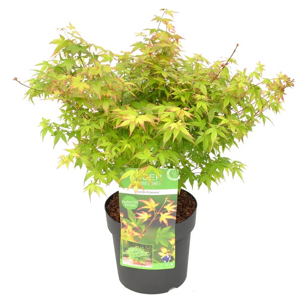 Acer palmatum 'Little Princess' – Japanischer Ahorn – Strauch – Winterheart – ⌀19 cm – ↕40-50 cm