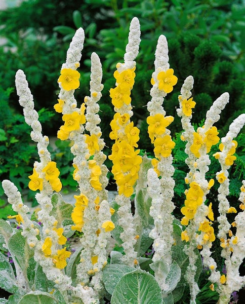 Verbascum bombyciferum 'Polarsommer', silbrig, ca. 9x9 cm Topf
