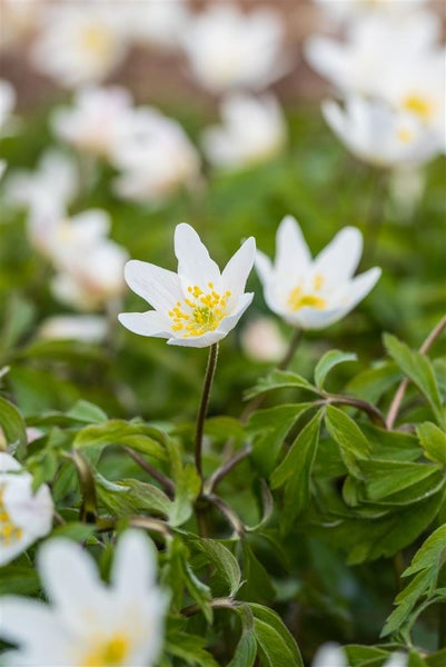 Anemone nemorosa, Buschwindröschen, weiß, ca. 9x9 cm Topf