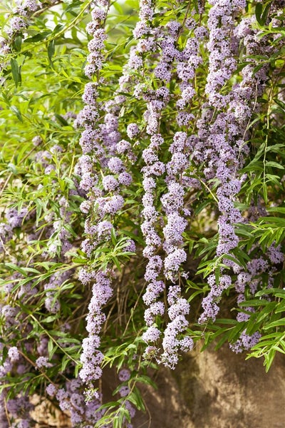 Buddleja alternifolia, Hänge-Sommerflieder, 40–60 cm