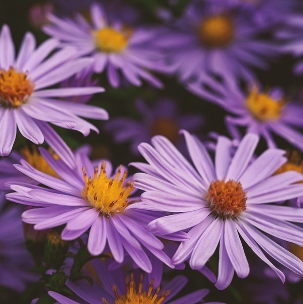 Nahaufnahme von lila Asternblüten