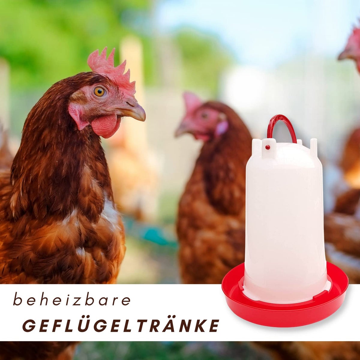 Geflügeltränke kaufen - Tipps und Empfehlungen Geflügeltränke kaufen - Tipps und Empfehlungen