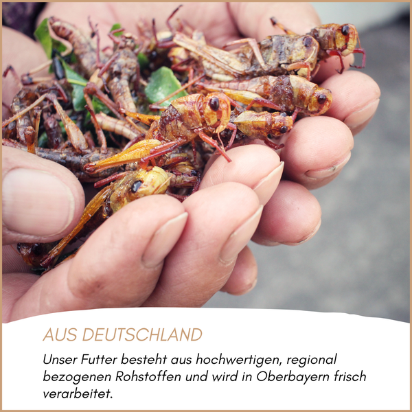 Hände halten eine Portion getrocknete Heuschrecken als hochwertiges Tierfutter aus regionaler Herstellung in Deutschland.
