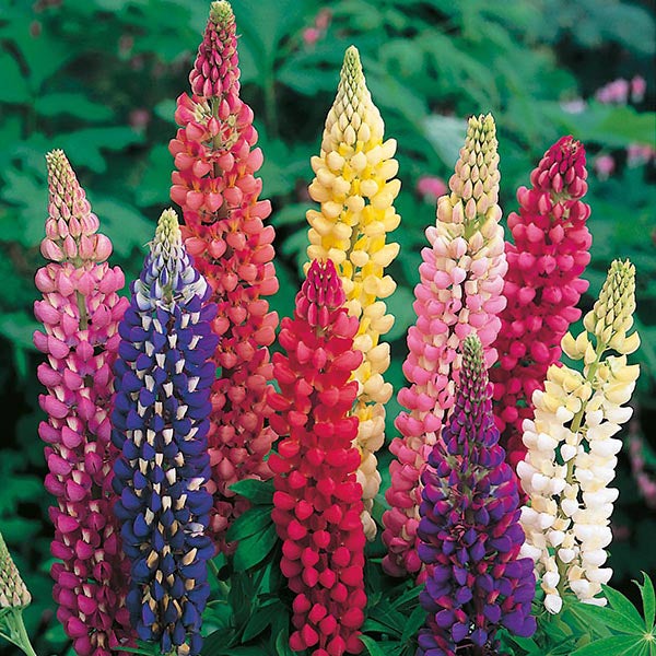 Mehrfarbige Lupinenblüten im Garten.