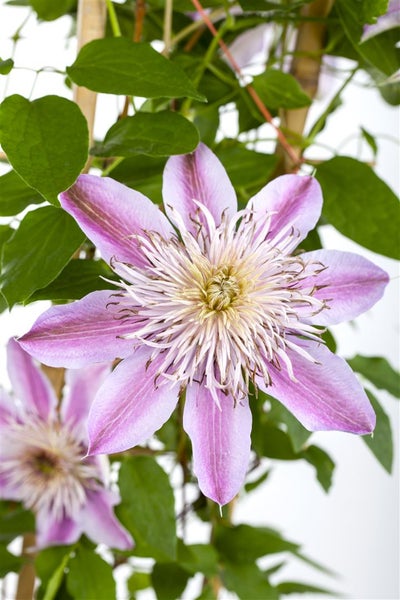 Clematis Hybride 'Empress', Waldrebe, rosa, 60–100 cm