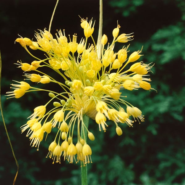 Allium flavum, Gelber Lauch, ca. 9x9 cm Topf