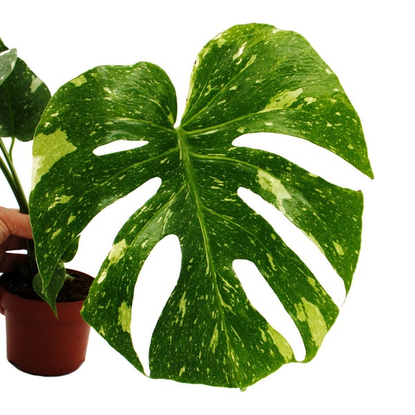 Monstera Thai-Constellation gemustertes Fensterblatt exklusive Zimmerpflanze Rarität 12cm Topf