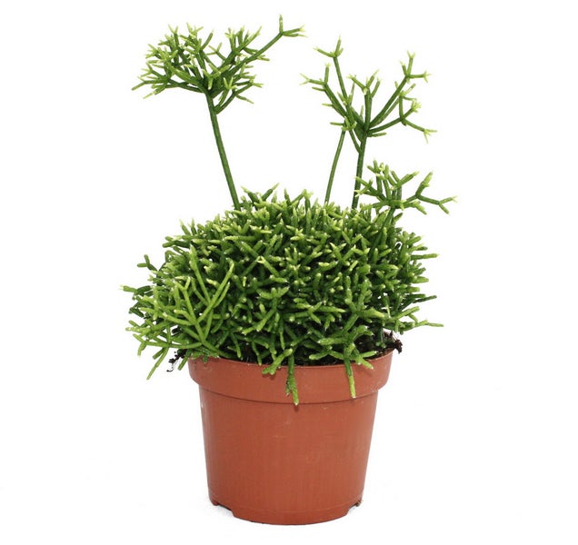 Metallregal mit fünf Ebenen und den Maßen 250 cm Höhe, 83,5 cm Tiefe und 106 cm Breite