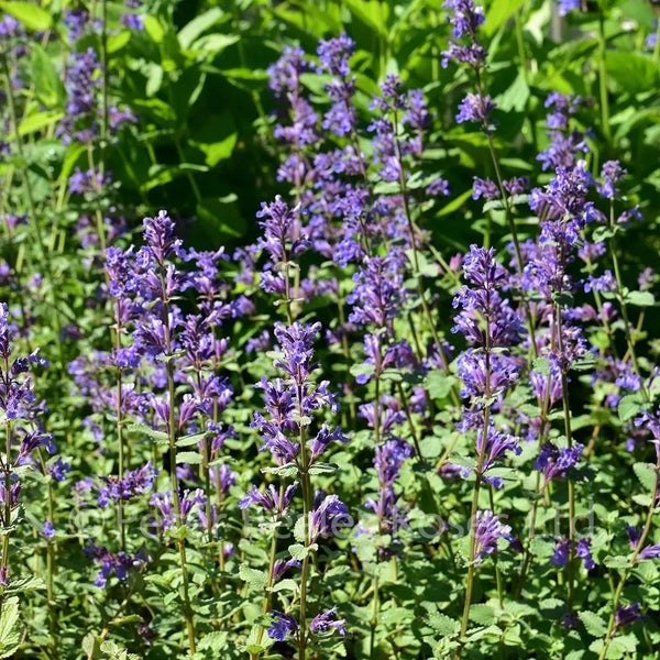 Nahaufnahme von blühender Katzenminze im Garten.
