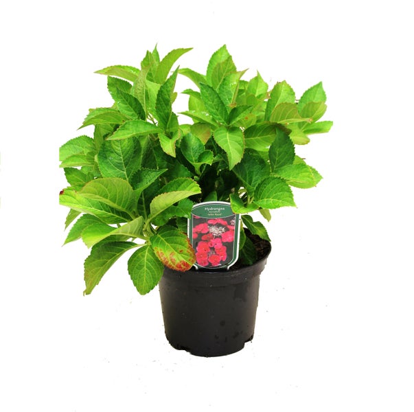 Hortensie im Topf