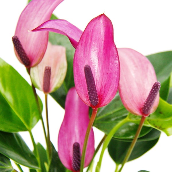 Kleine Flamingoblume Anthurium andreanum Baby-Anthurie Mini-Pflanze 7cm Topf kleinblütig lila blühend Zizou