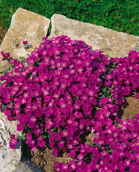 Blütenpolster mit violetten Blüten