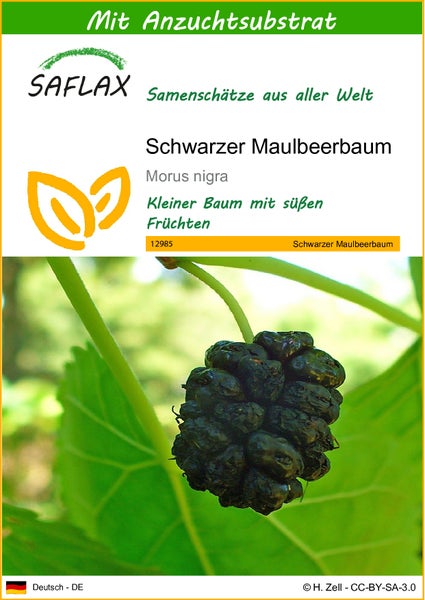 SAFLAX  - Schwarzer Maulbeerbaum - Morus nigra - 200 Samen - Mit keimfreiem Anzuchtsubstrat