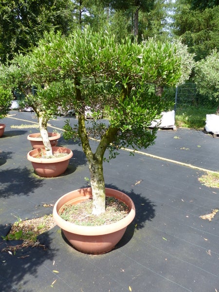 Olivenbaum Olea europaea im Terrakotta-Topf in einer organisierten Baumschule auf schwarzem Bodengewebe.