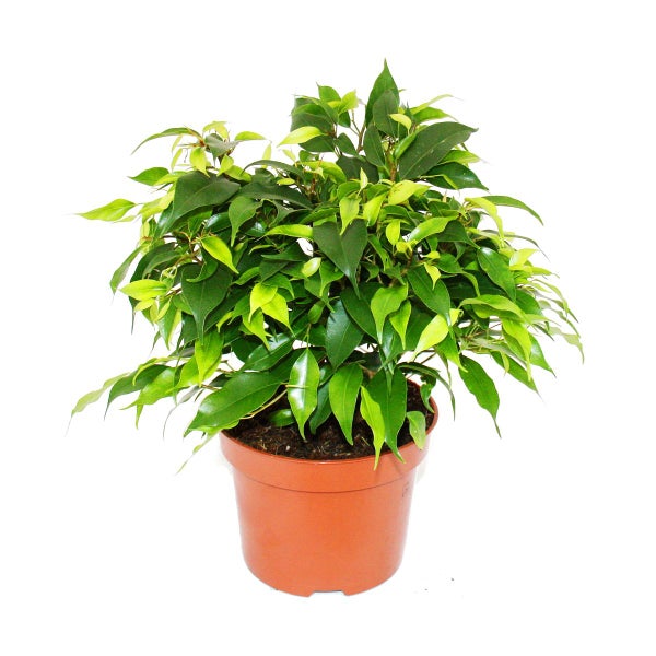 Kinky-Duo  - Set mit 2 verschiedenen Buschigen Birkenfeigen - Ficus benjamini Kinky - 12cm Topf