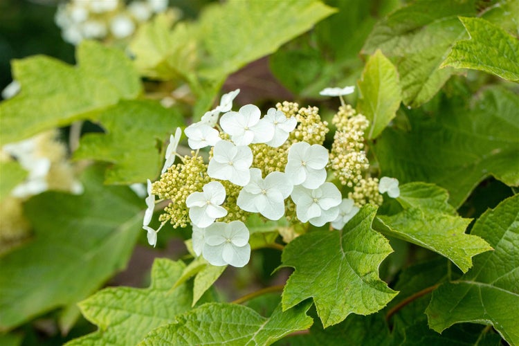 Hydrangea quercifolia 'Ruby Slippers', Eichenblatthortensie, 40–60 cm