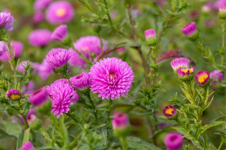 Aster novi-belgii 'Patricia Ballard', Herbstaster, rosa, ca. 9x9 cm Topf