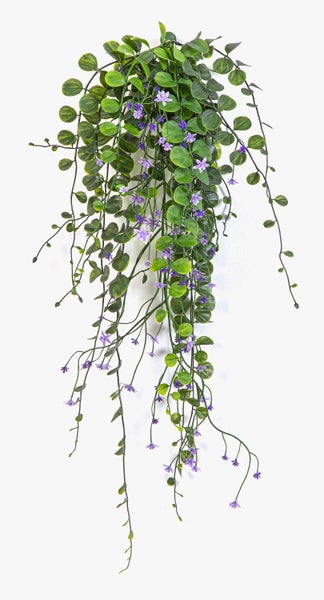 Künstliche Muschelblume Moluccella laevis mit grünen kelchförmigen Blüten an einem langen Stiel.