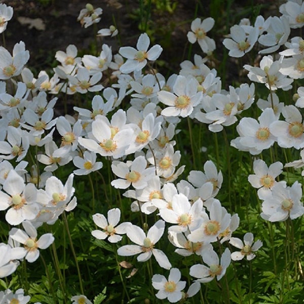 Nahaufnahme von weißen Buschwindröschen im Garten