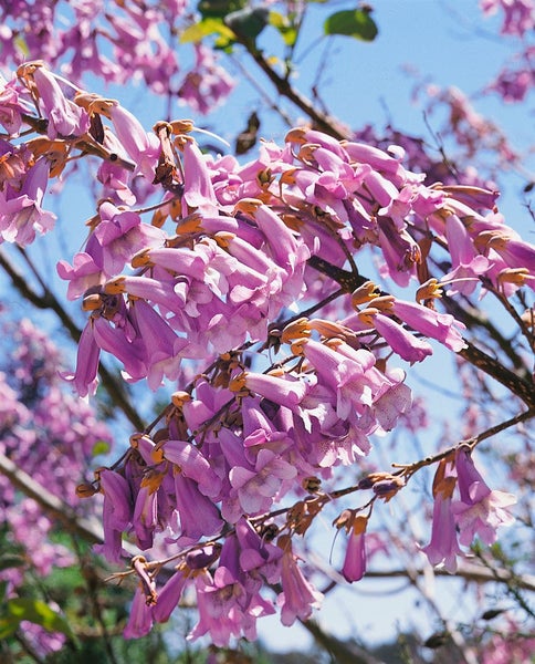 Paulownia tomentosa, Blauglockenbaum, 80–100 cm