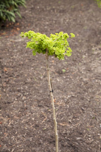 Ginkgo biloba, Fächerblattbaum, 40–60 cm, winterhart