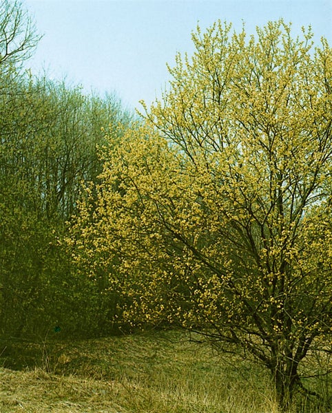 Blühender Hartriegelbaum in einer Gartenlandschaft